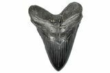 Fossil Megalodon Tooth - South Carolina #288235-1